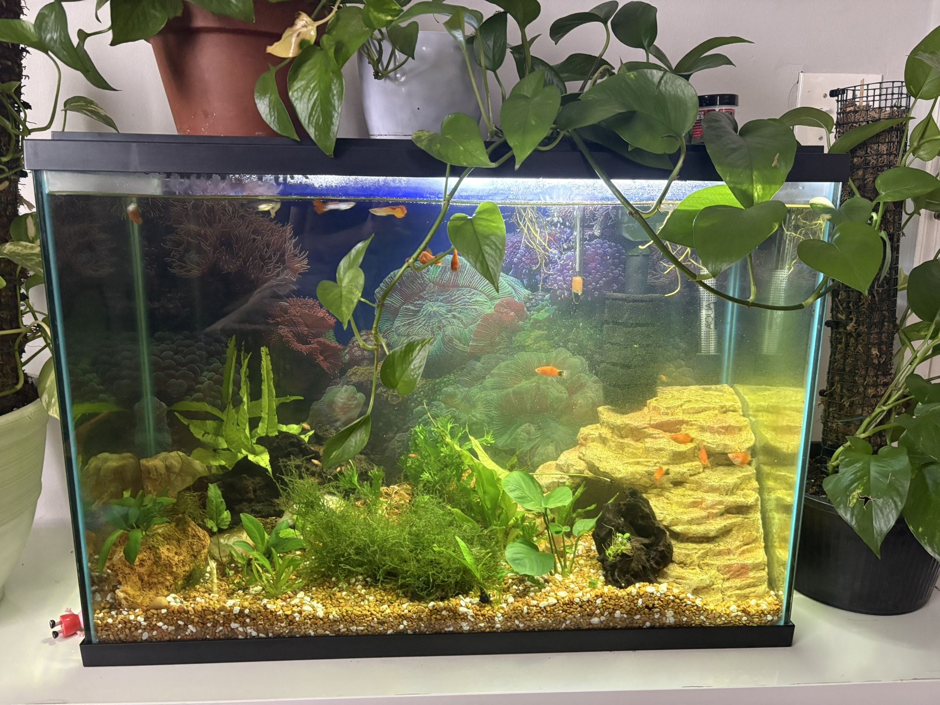 30 Gallon tall Aquarium