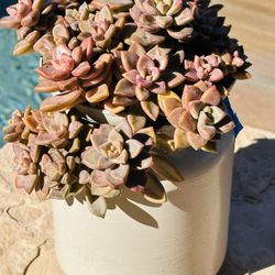 Beautiful Succulents 