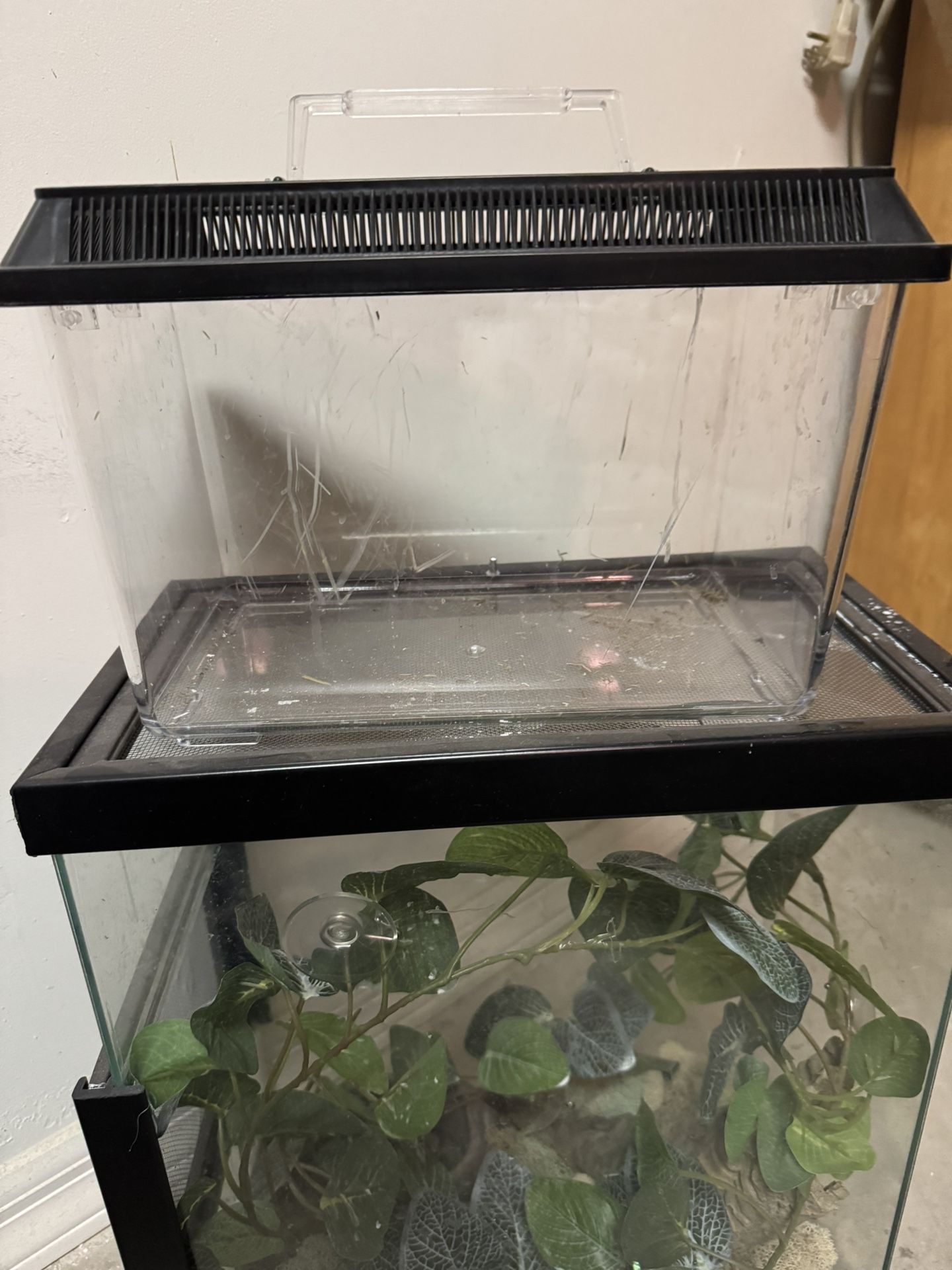 Frog/reptile Cage