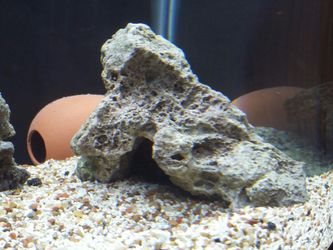 Lace rock cichlid caves