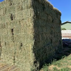 Alfalfa 4th & 5th Cutting 