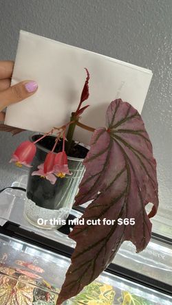 Begonia Lamoon