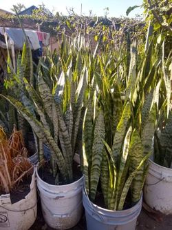 Green Yellow Purifier Snakeplant Sansevieria Mothertounge Tigertail Plant Tree Flower
