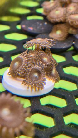 Fake decoration Zoa (WYSIWYG)