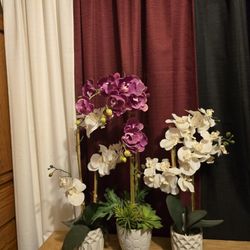 Set Of 3 Orchids $ 20,just Beutiful!!!