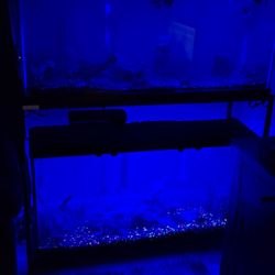 Free 55gallon 75gallon and 36gallon Bowfront Fishtank(s)