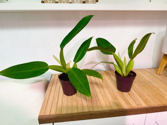 Plants (4”pot🌿Philodendron Fatboy )