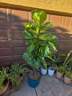 Beautiful 6.5ft tall Fiddle Leaf Fig Plant In New 14in pot