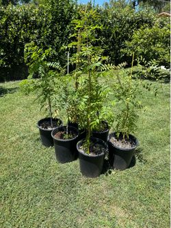 Chinese pistachio tree