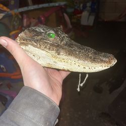 Taxidermy Alligator Head!! $30