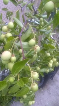 Jujube