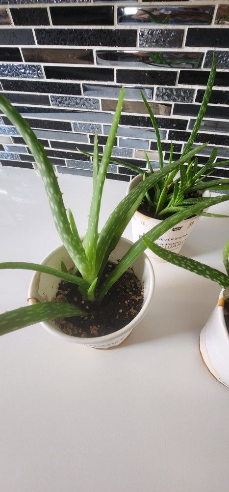 Aloe Vera Plant - Planta Savila