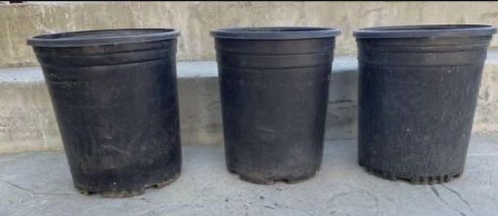 Plant Pot