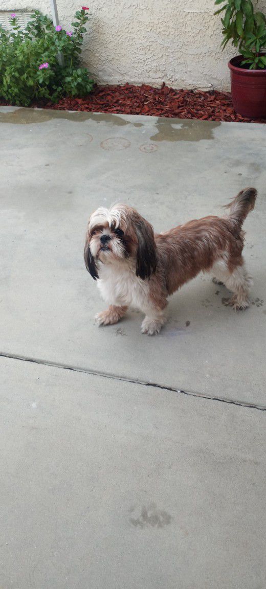 We Found Shih Tzu With No Collar In Cathedral City 