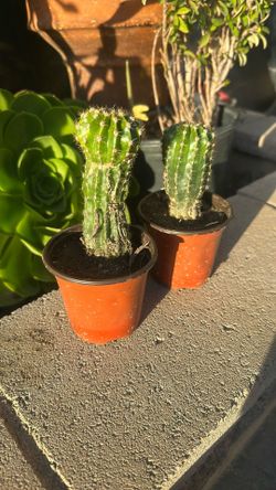 Cactus