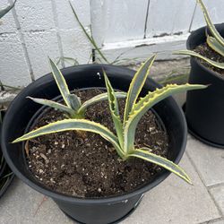 American Agave Succulent 