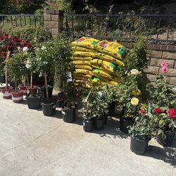 Lots Of Beautiful Plants For Sale 🪻🪴🌷🌿🌱🌴🍋🥑🍋‍🟩🍑