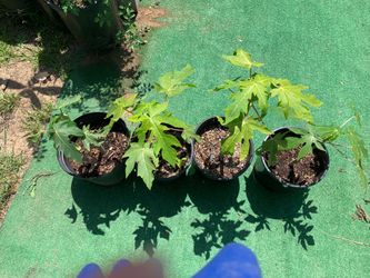 Papaya trees