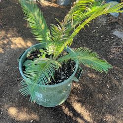 Palm Tree Plant 