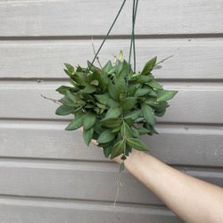 6” Hoya Burtoniae