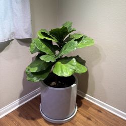House Plant Fig Tree