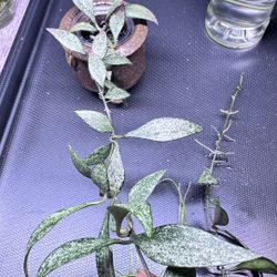 Hoya Parviflora tala