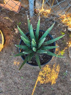 Agave Victoria regional