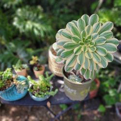 SUPER SUCCULENT/PLANT SALE SUNDAY 6/26 IN SAN LORENZO7