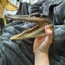 Taxidermy Alligator 