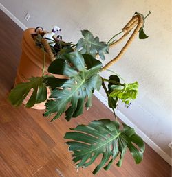 Big pot with plant