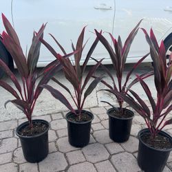 Cordyline Hot Chilli 15$ Each