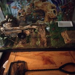 Fish Tank 