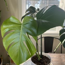 Monstera Deliciosa plant