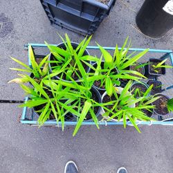 Palm Trees