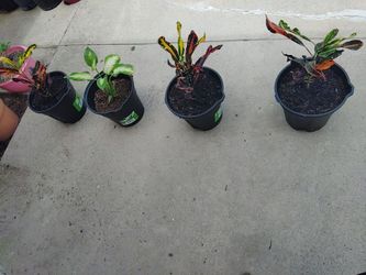 plantas $15 cada una