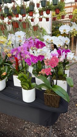 Orchid