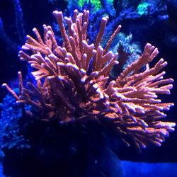 Fake Coral Decorations