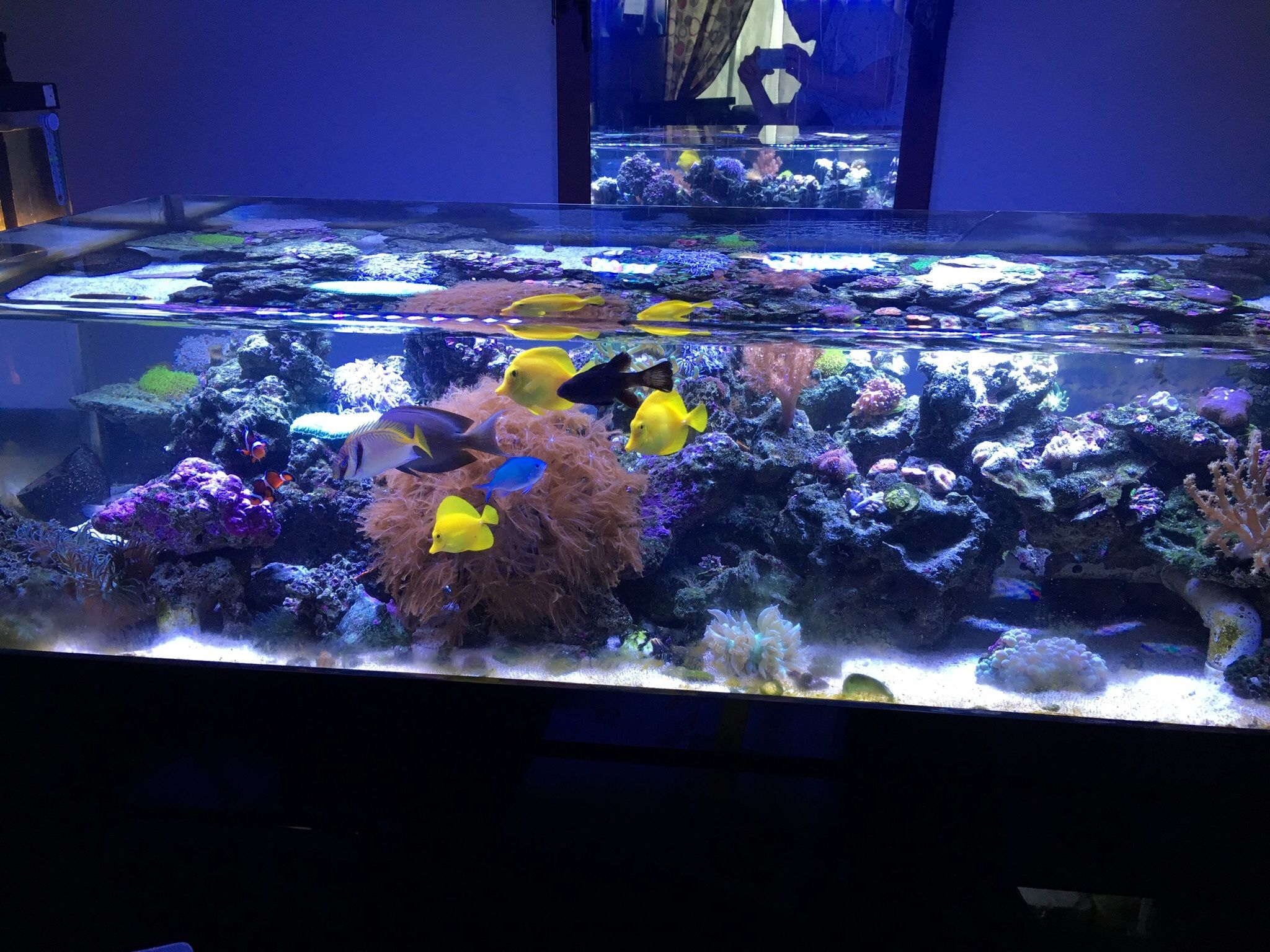 150 Gal Zero Edge Fish Tank 