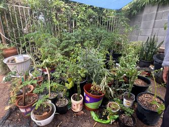 Plantas De Venta ) Plants For Sale