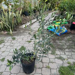 Olive Tree