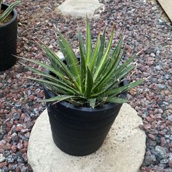 Agave Plant