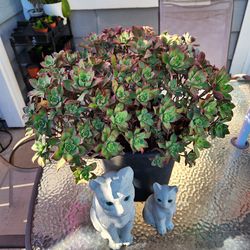 Beautiful succulent  in container