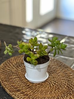 Jade Plant