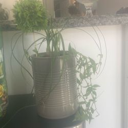 Planta natural