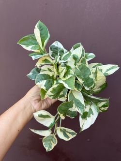 4” enjoy Pothos