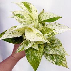 Plants (4”pot🌿Snow queen pothos )