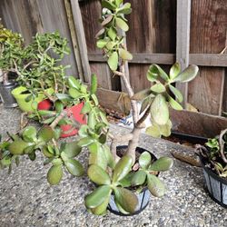 Jade Plant