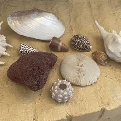 Assorted Seashells