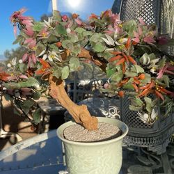  SALE…. Any 1 Item $99…. JADE PLANT 