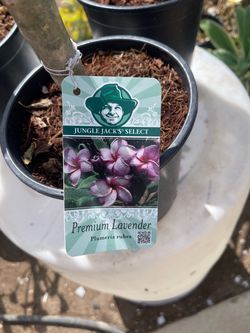 Plumerias en maceta de  2 gallons su precio es $35